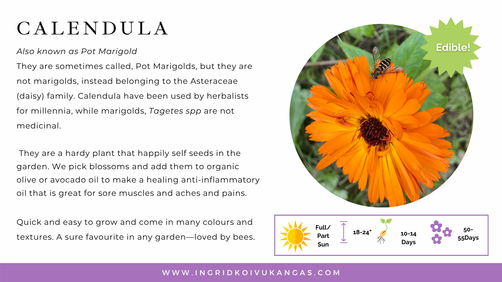 12 Bee Loved Flowers — Calendula
