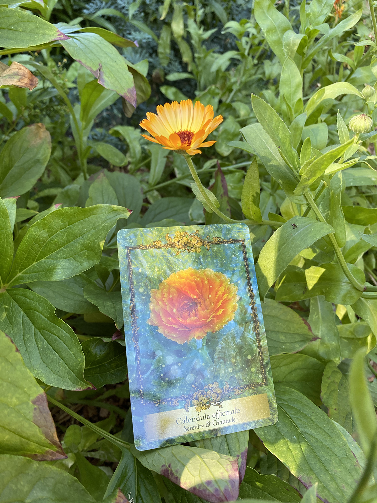 Calendula in garden