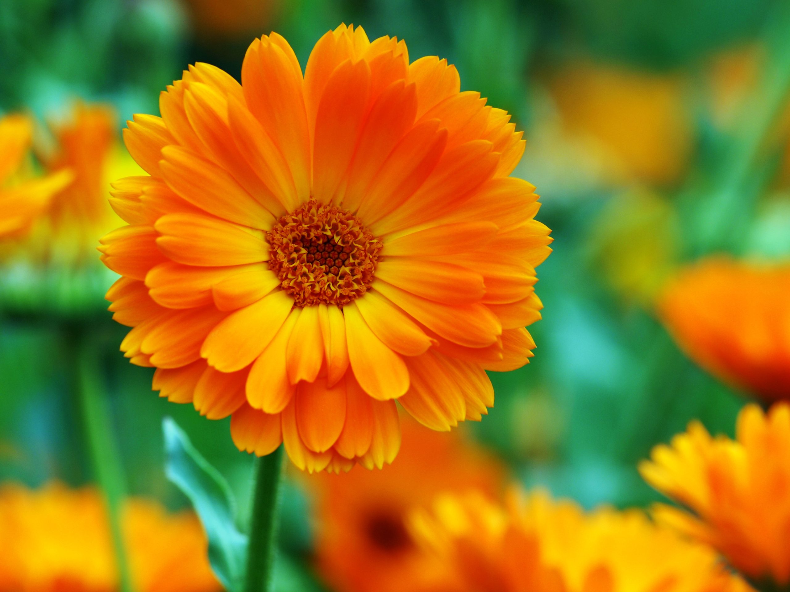 Calendula flower